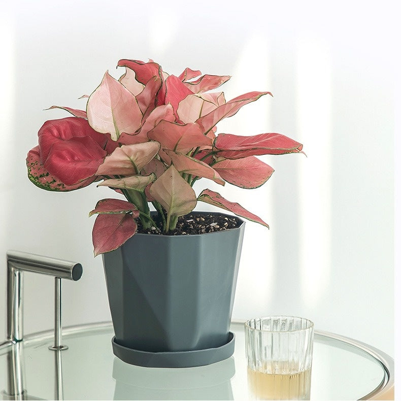 Nordic Minimalist Plastic Planter, Large Desktop & Floor Pot
