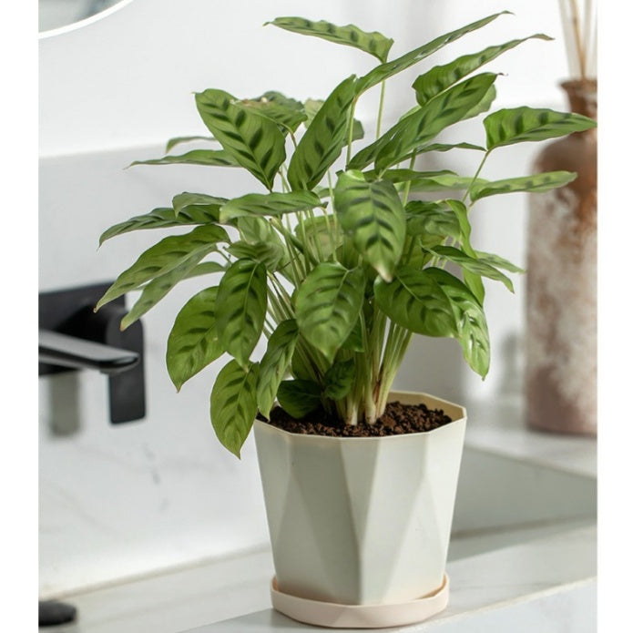 Nordic Minimalist Plastic Planter, Large Desktop & Floor Pot