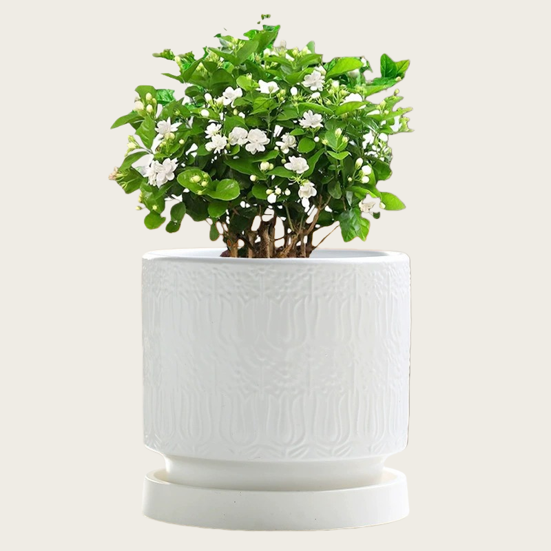 Nordic Style Ceramic Desktop Planter, Waterdrop Pattern